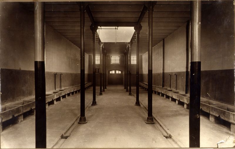 Interior de un establo de ganado vacuno del Matadero Municipal