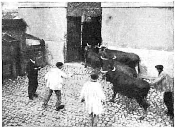 La entrada del ganado en el antiguo Matadero