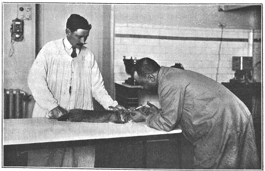 El Dr. Mayoral inyectando un conejo para pruebas de vacunacin