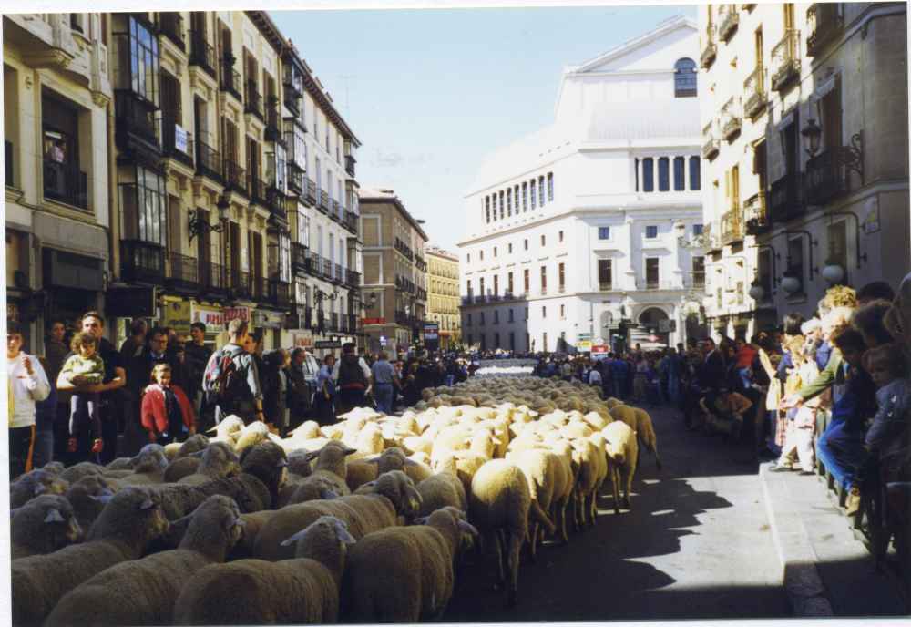 Paso de la Trashumancia por el centro de Madrid