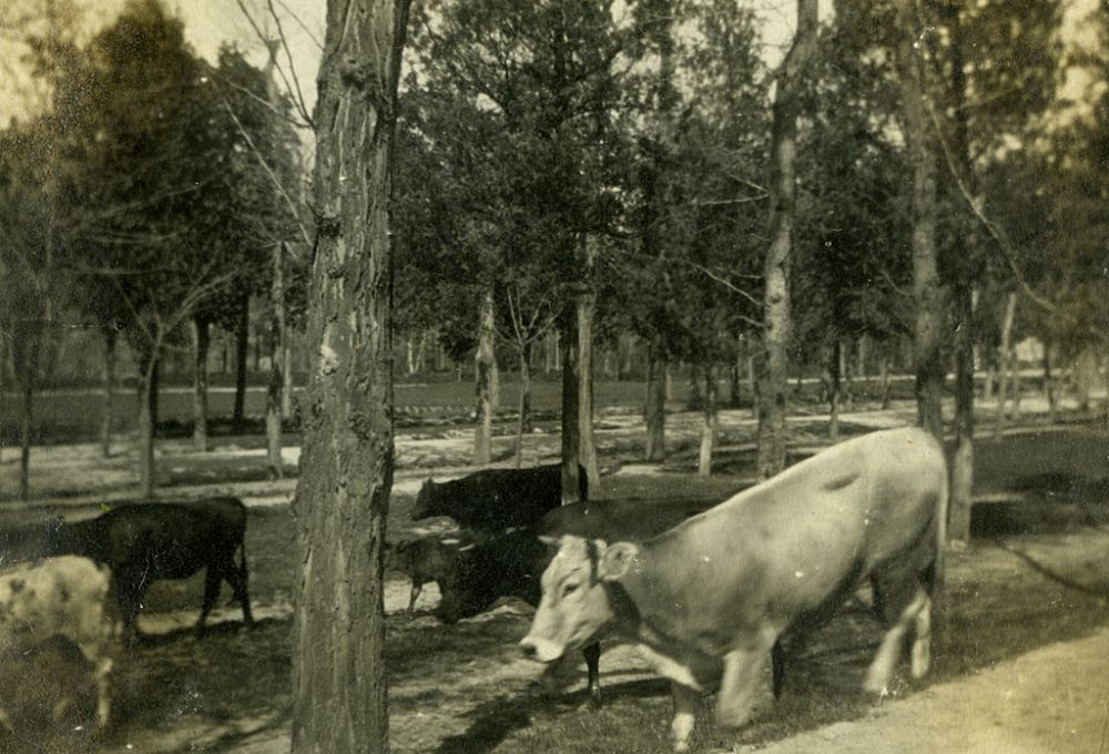 Vacas aravaqueas