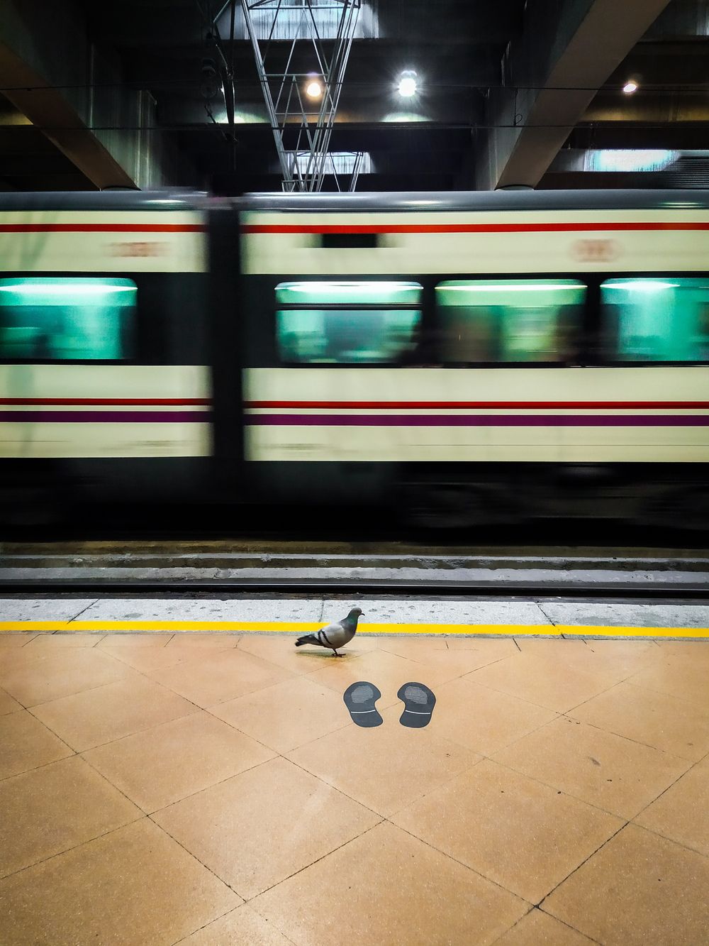 Paloma disfrutando del andn renfe en ausencia de la gente por la covid 19