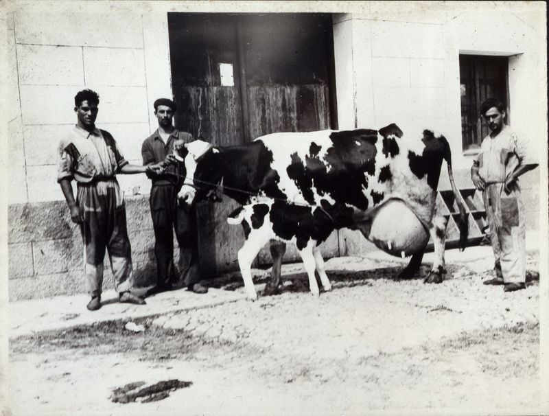 Empleados de una vaquería mostrando un hermoso ejemplar de vaca