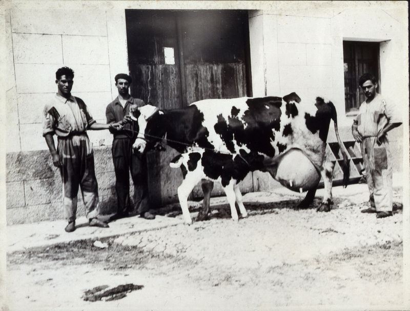 Empleados de una vaquera mostrando un hermoso ejemplar de vaca