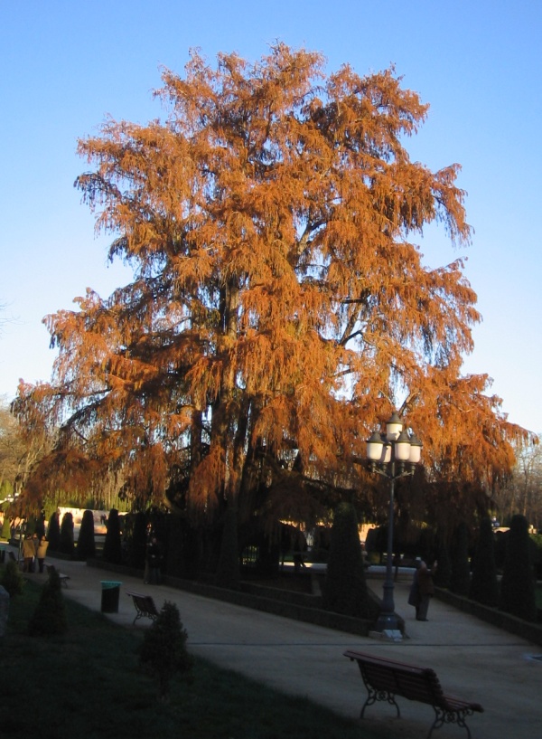 rbol Ahuehuete