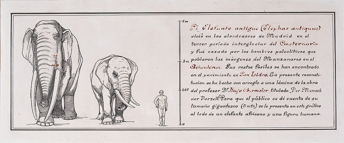 El elefante antiguo