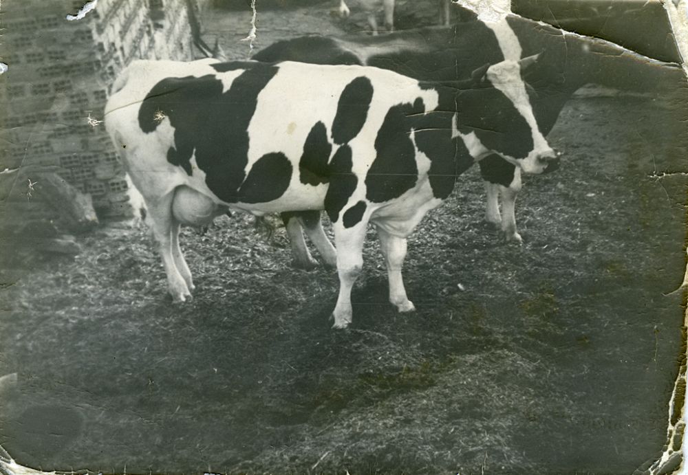 Vaca Montaesa