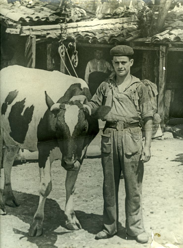 Pedrn con una vaca