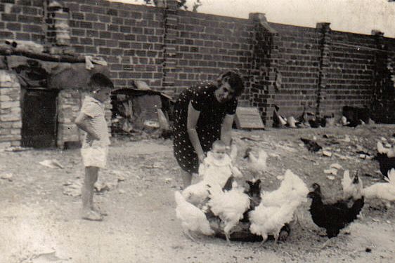 Con las gallinas