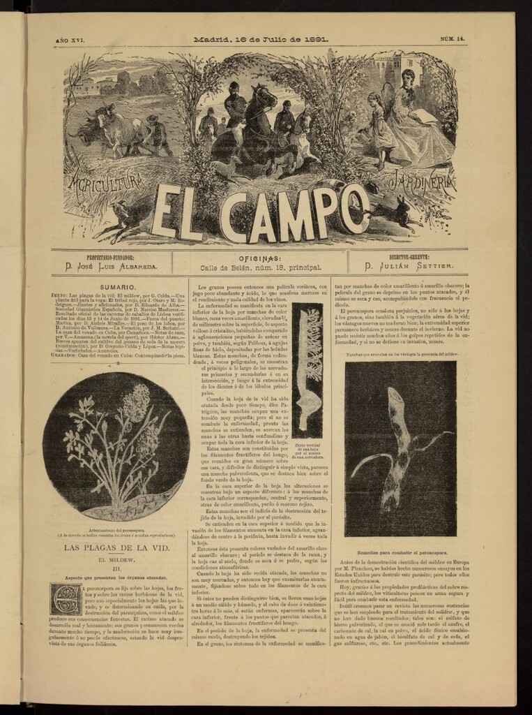 Miniatura de El Campo : agricultura, jardinería y sport del 16 de julio de 1891, nº 14