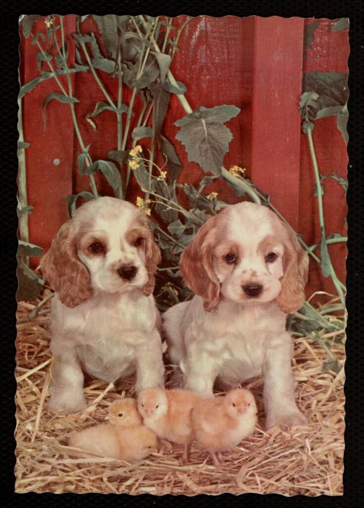 Miniatura de Perritos y polluelos