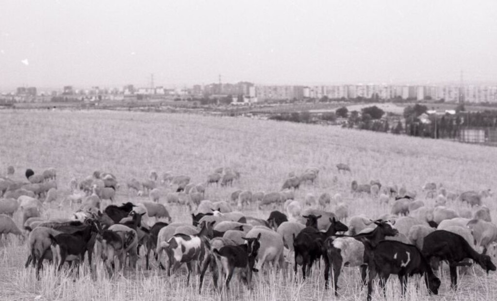 Miniatura de Jornada con un pastor entre Aluche y Carabanchel nº 4