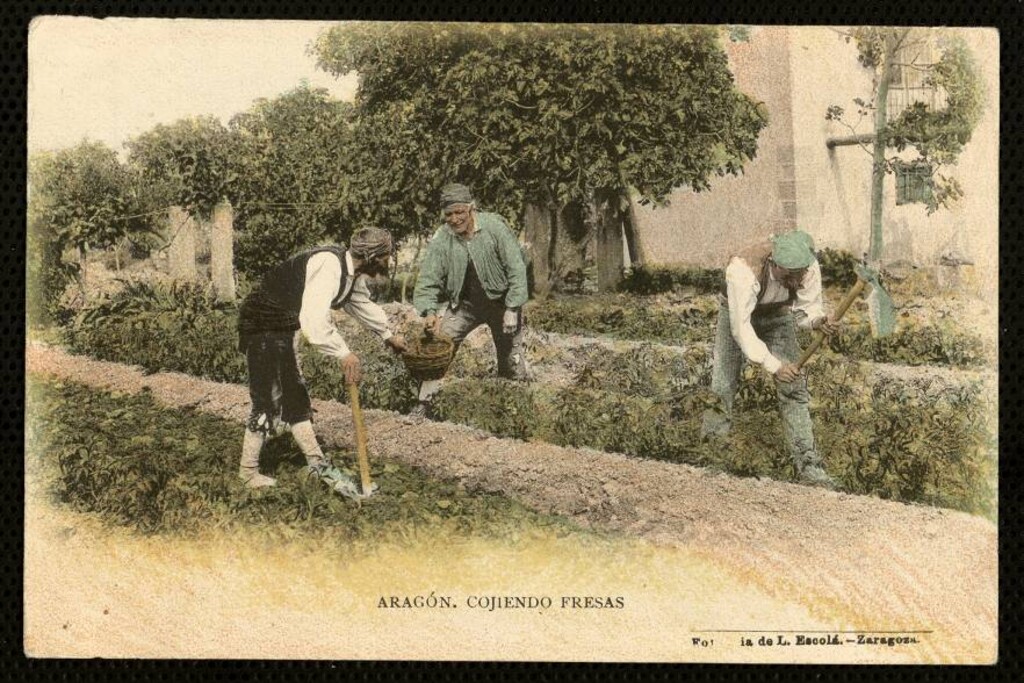 Miniatura de Aragón. Cogiendo fresas