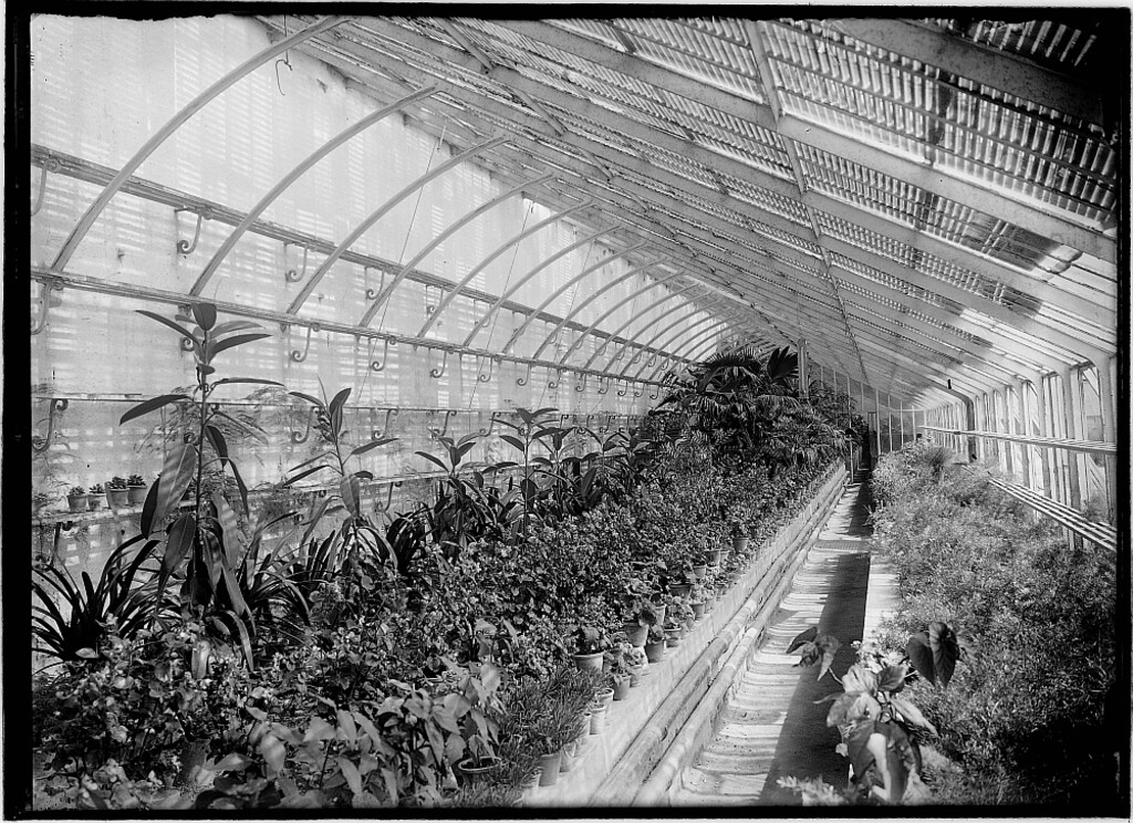 Miniatura de Interior de un invernadero de los jardines del Reservado de la Casa de Campo
