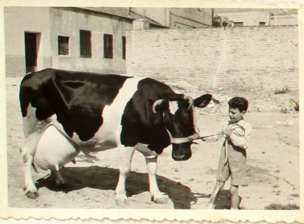 Miniatura de Fernando Carvajales con su vaca