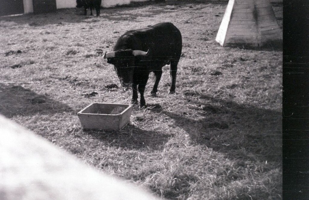 Miniatura de Toro en El Batán