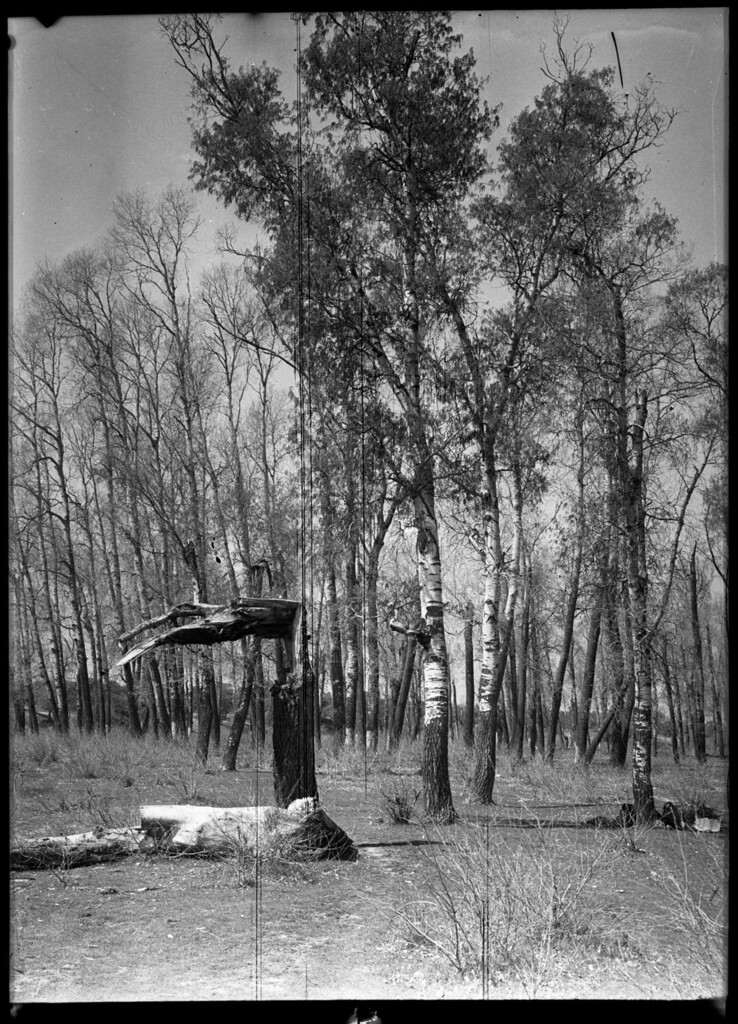 Miniatura de Árboles a la orilla del Río Manzanares