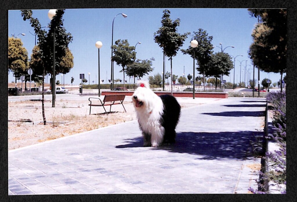 Miniatura de Los perros de Silvia