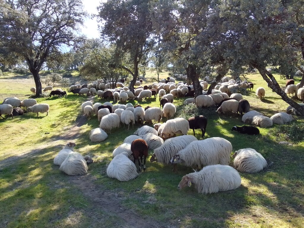 Miniatura de Ovejas