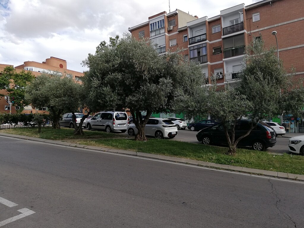Miniatura de Olivos de la calle Arroyo del olivar