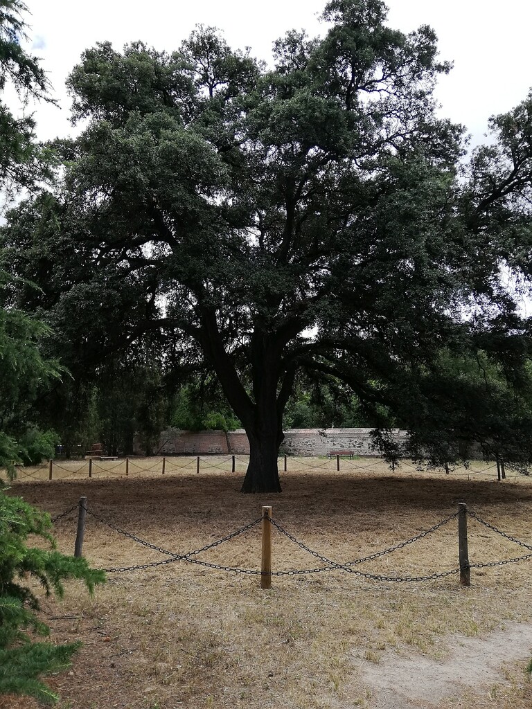 Miniatura de Encina histórica del parque de Quinta de Torre Arias