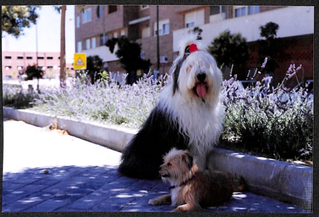 Miniatura de Los perros de Silvia