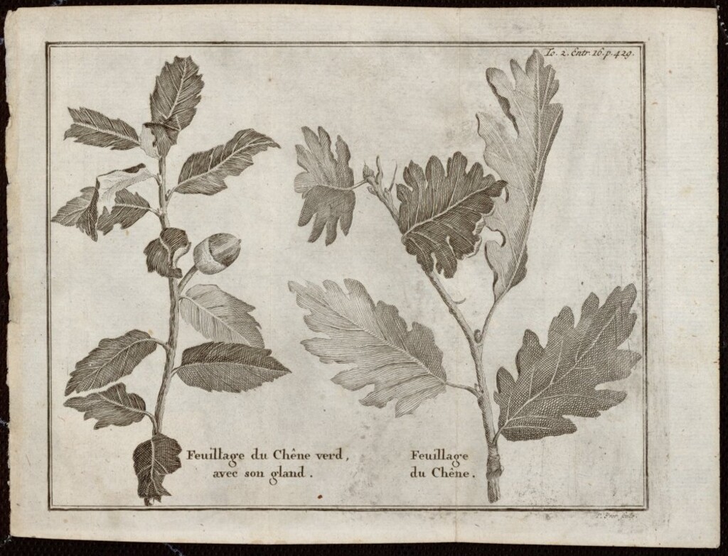 Miniatura de Hojas de encina con su bellota