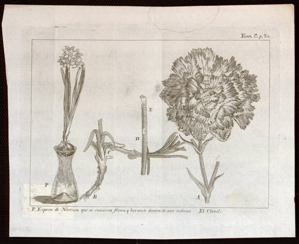 Miniatura de Narciso y clavel