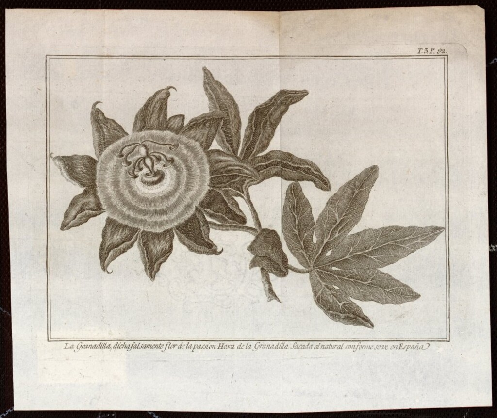 Miniatura de Granadilla