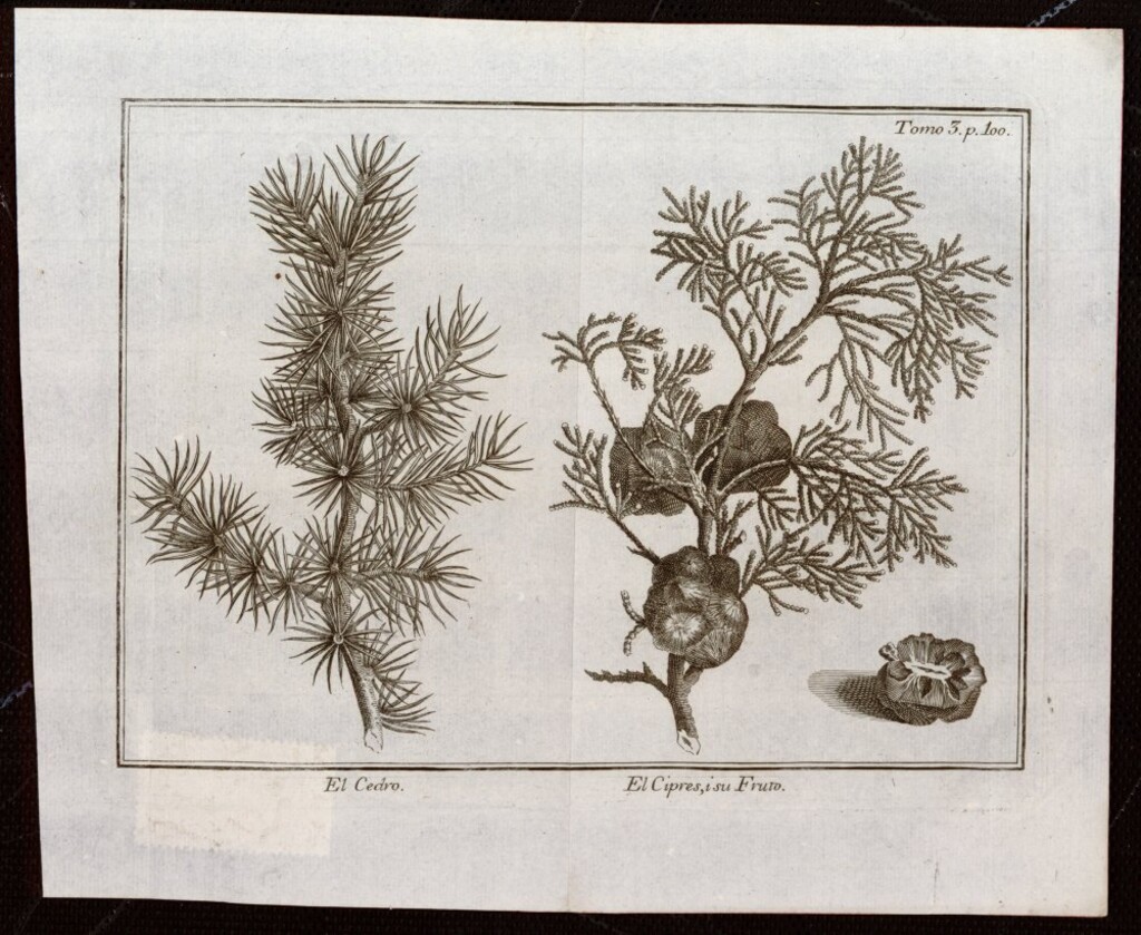 Miniatura de Cedro y ciprés