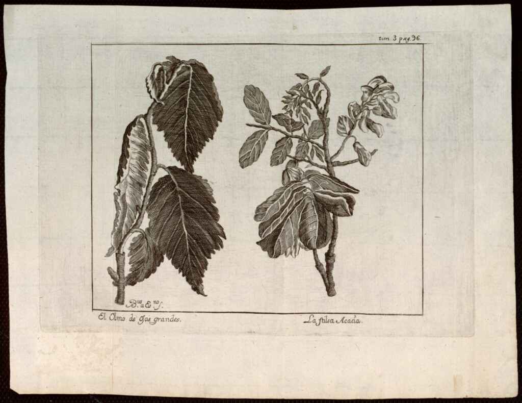 Miniatura de Olmo y falsa acacia
