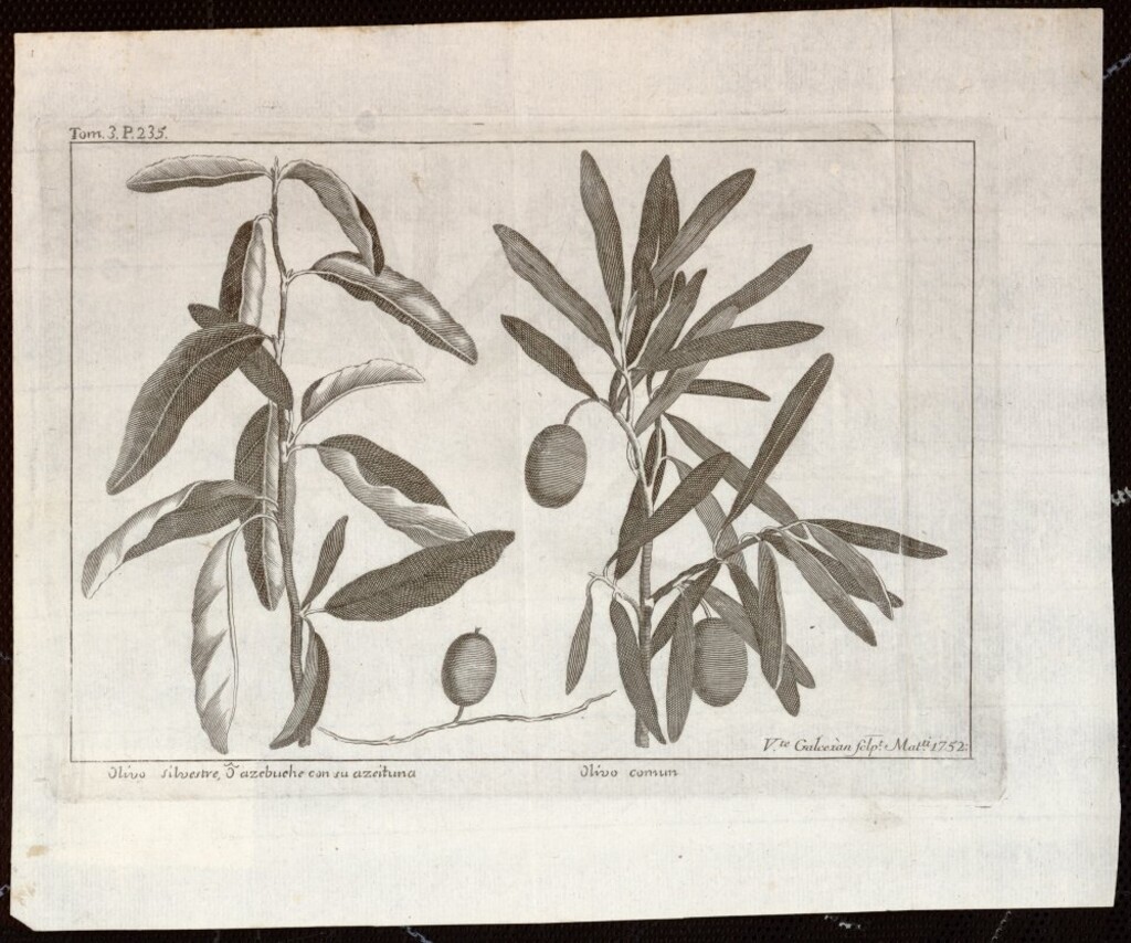 Miniatura de Olivo silvestre