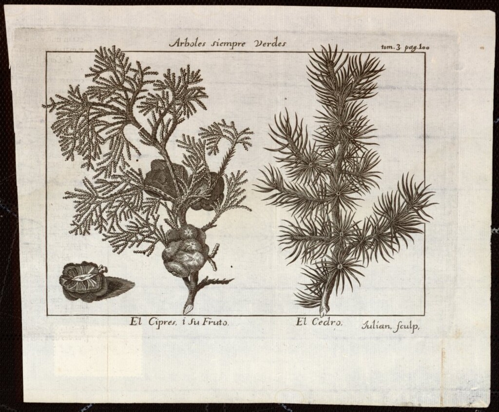 Miniatura de Ciprés