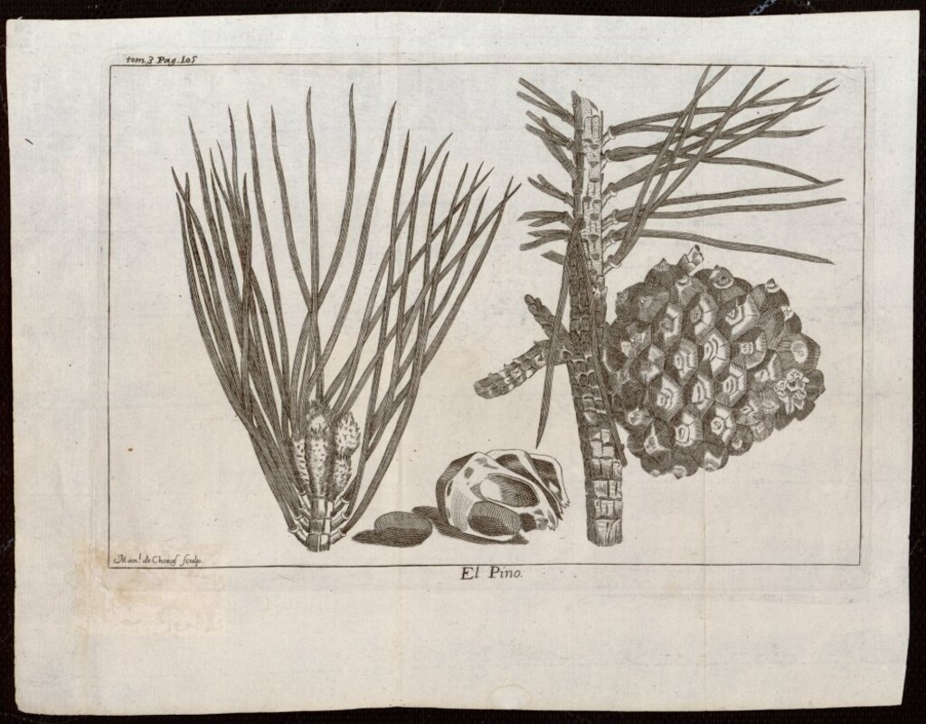 Miniatura de Pino