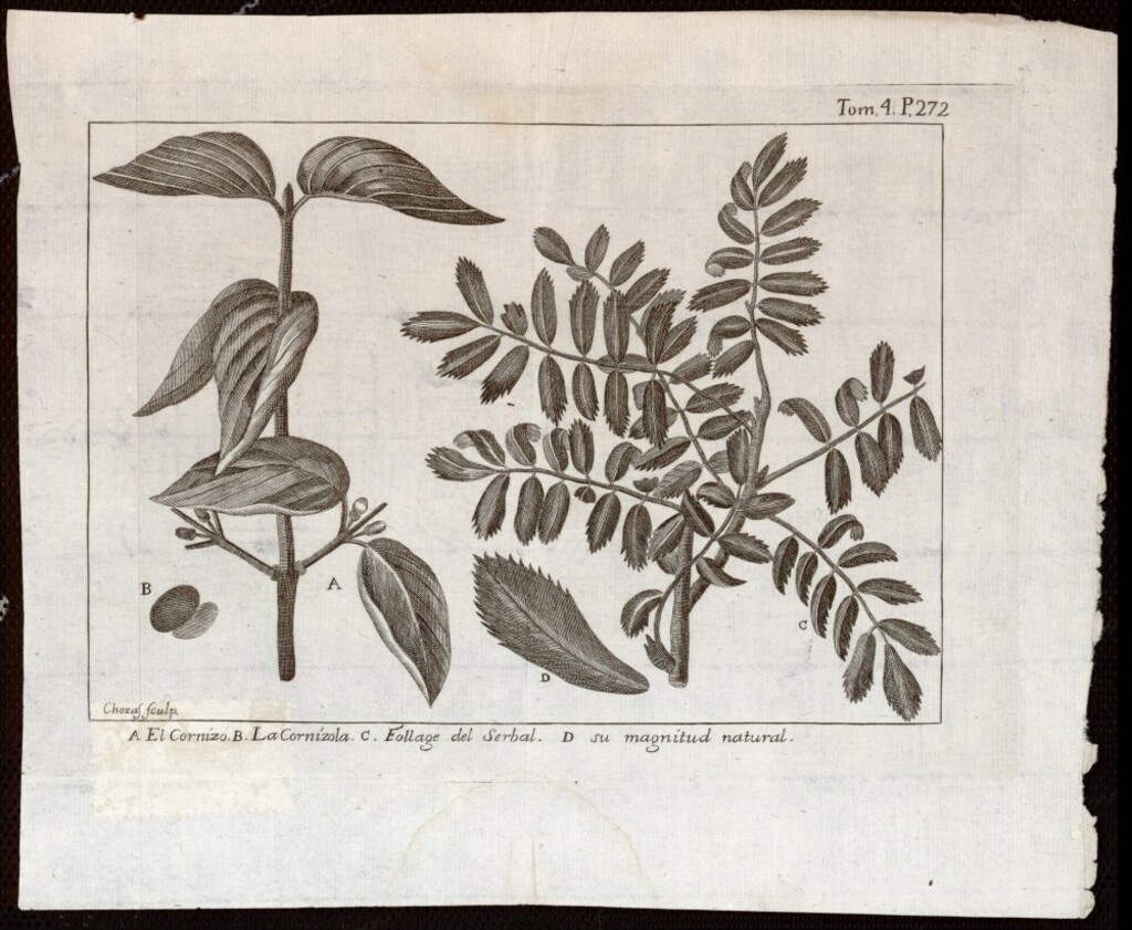 Miniatura de Cornizo