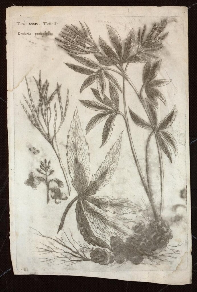 Miniatura de Dentaria pentaphyllos