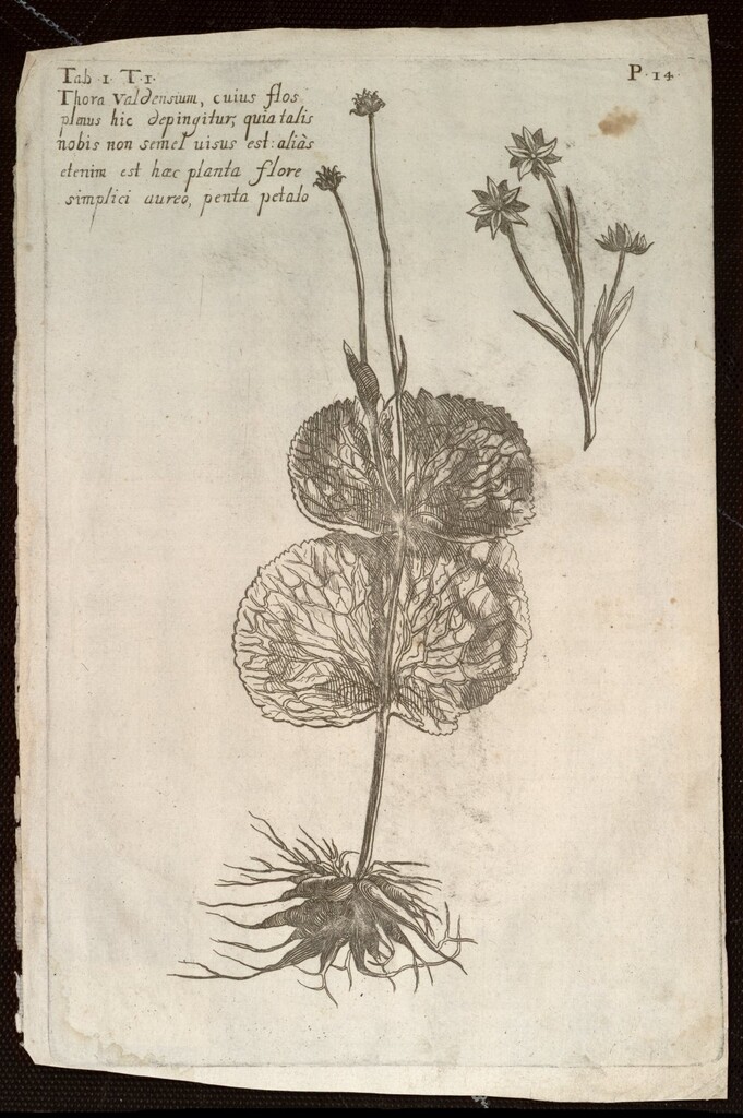 Miniatura de Thora valdensium