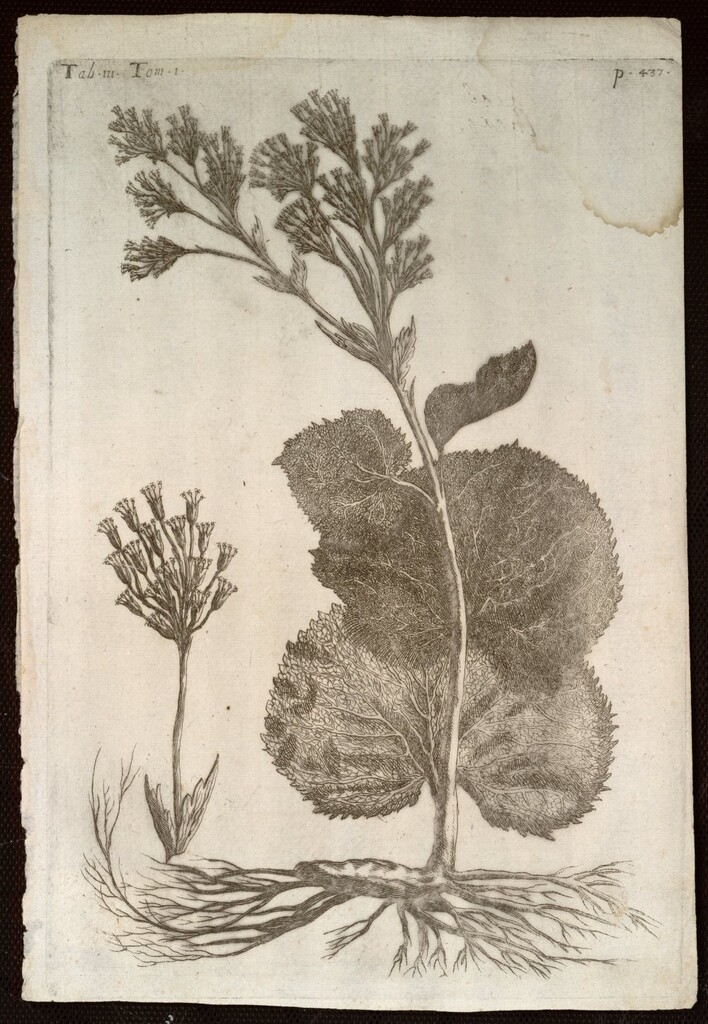 Miniatura de Cacalia