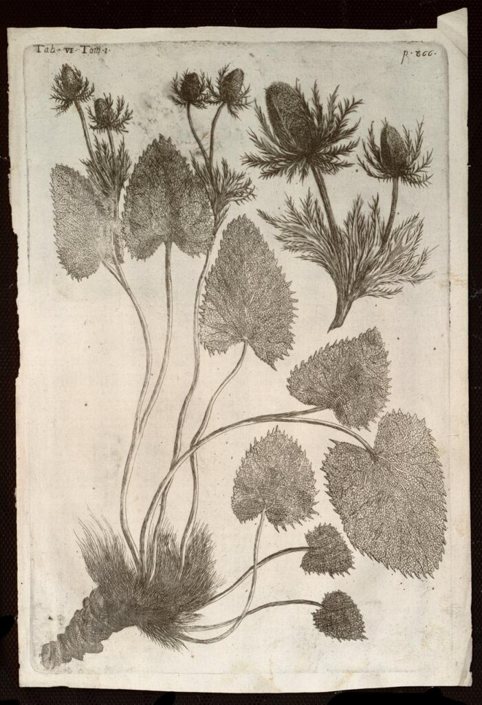 Miniatura de Eryngium