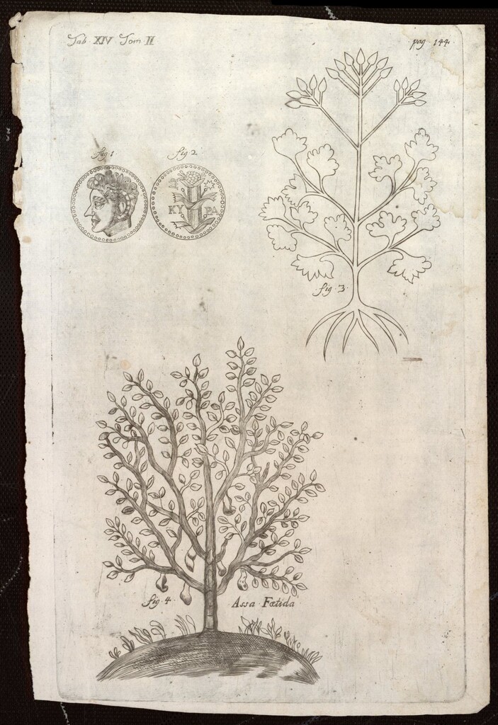 Miniatura de Laserpitium