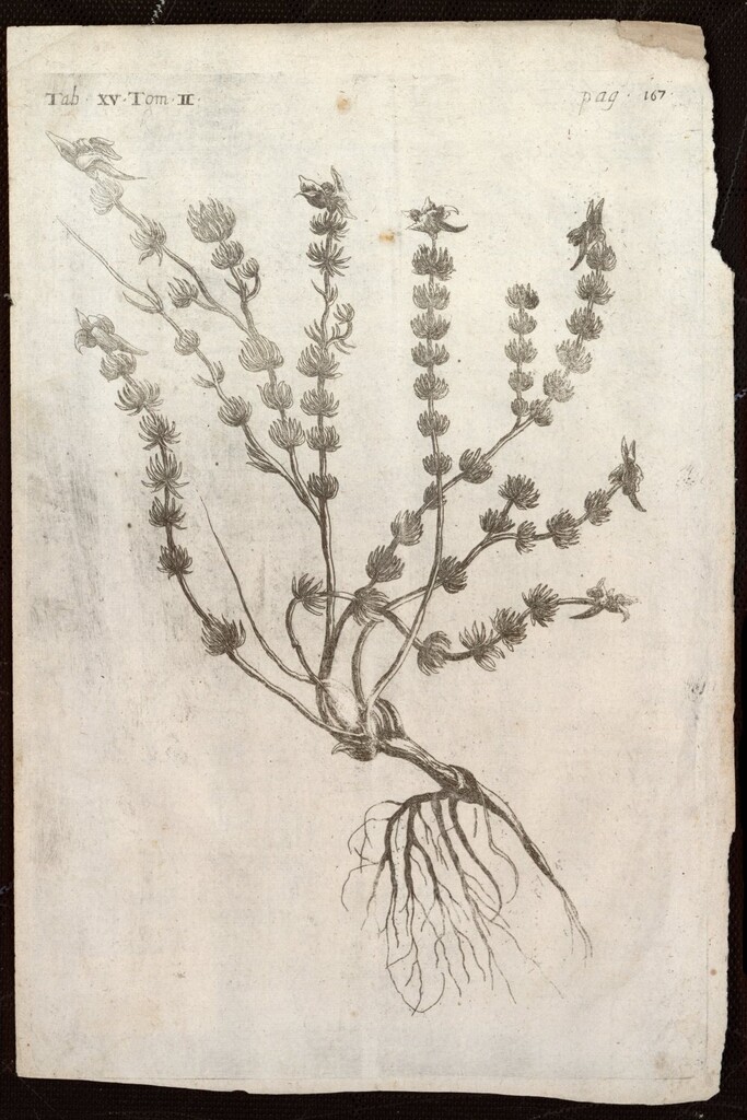 Miniatura de Linaria