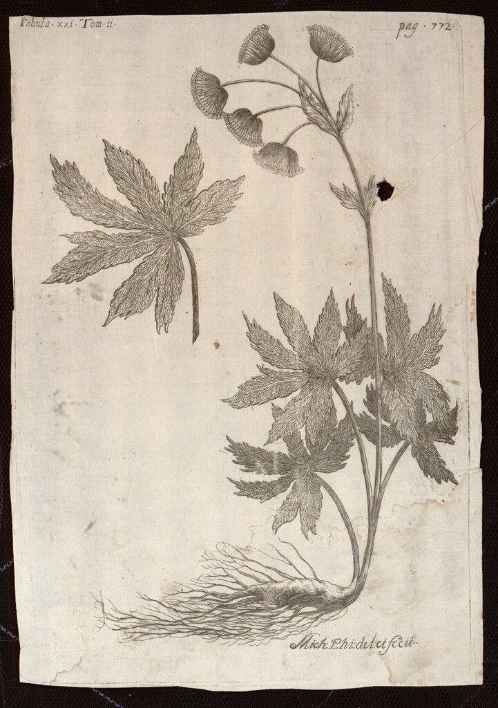 Miniatura de Planta