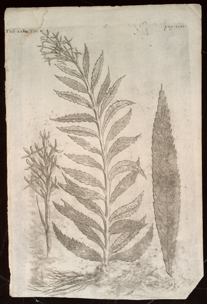 Miniatura de Virga aurea