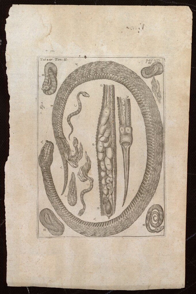 Miniatura de Ilustraciones de la “Bibliotheca Pharmaceutico-Medica”, de Jean Jacques Mangent