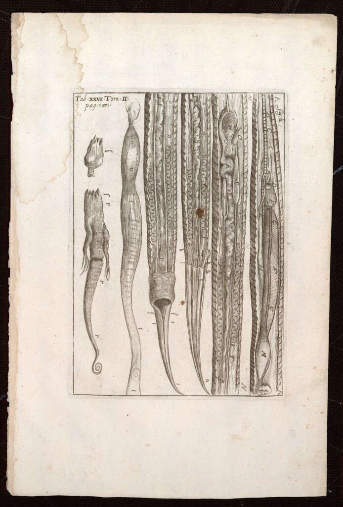 Miniatura de Ilustraciones de la “Bibliotheca Pharmaceutico-Medica”, de Jean Jacques Mangent