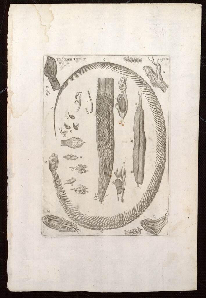 Miniatura de Ilustraciones de la “Bibliotheca Pharmaceutico-Medica”, de Jean Jacques Mangent