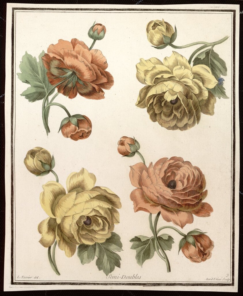 Miniatura de Rosas semidobles