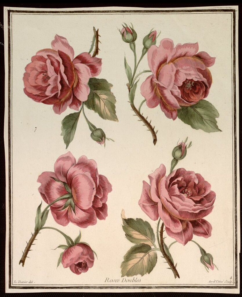 Miniatura de Rosas dobles