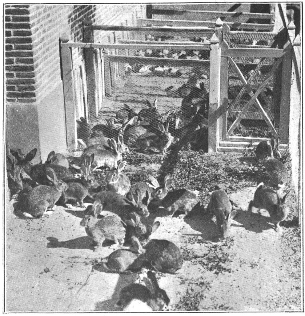 Miniatura de Conejeras de la sección de vacunas del pabellón para animales pequeños
