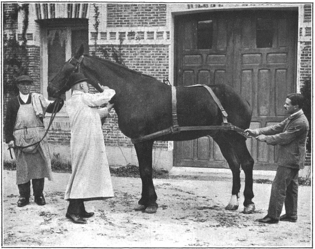 Miniatura de El Profesor veterinario Sr. Ortiz haciendo una sangría exploradora a un caballo en el Laboratorio del suero antidiftèrico